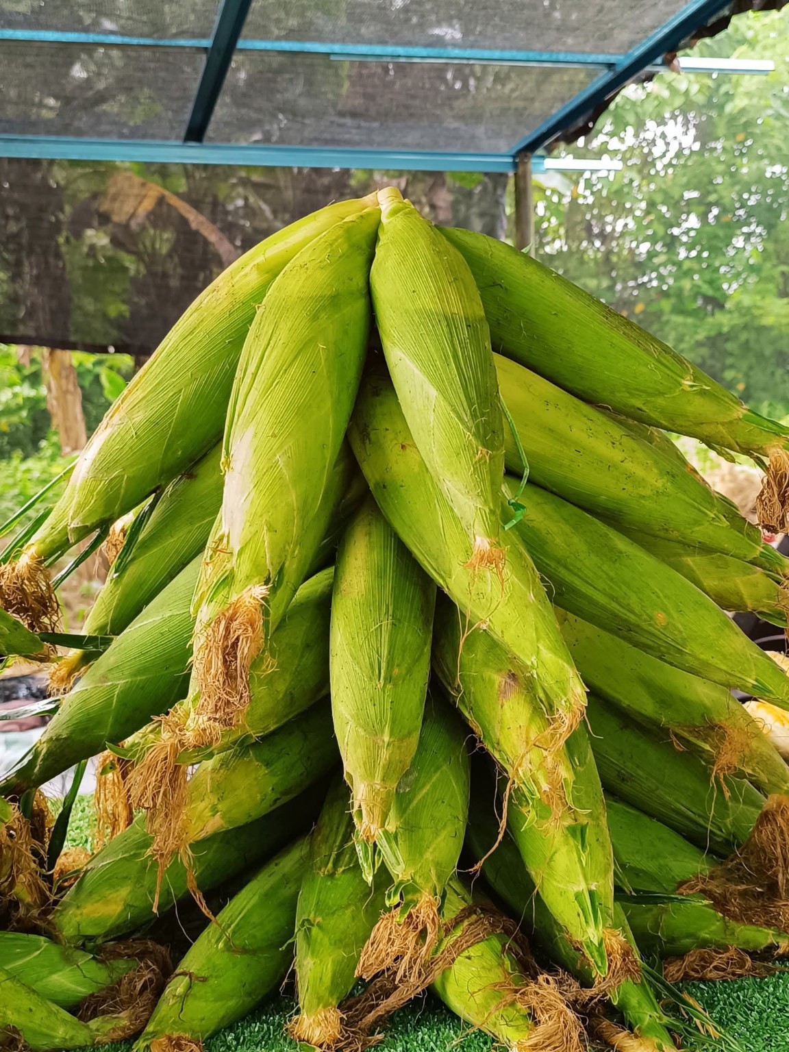 Jagung segar berkulit