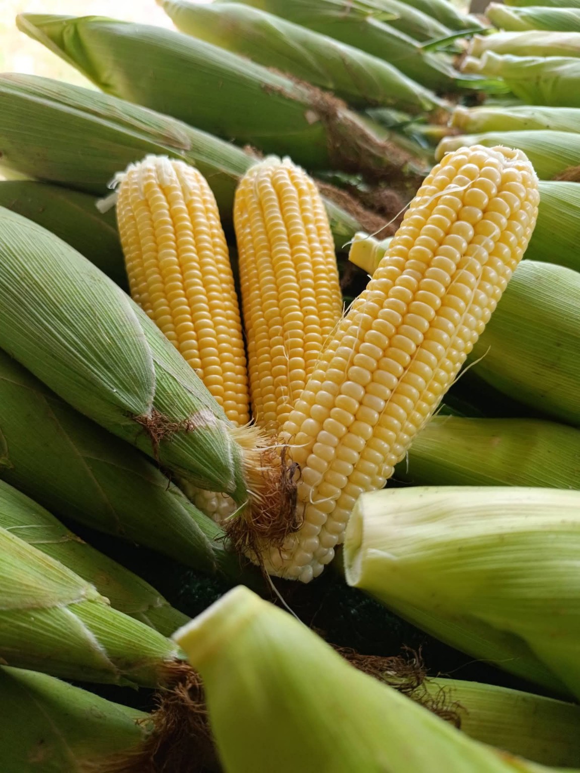 Jagung manis segar
