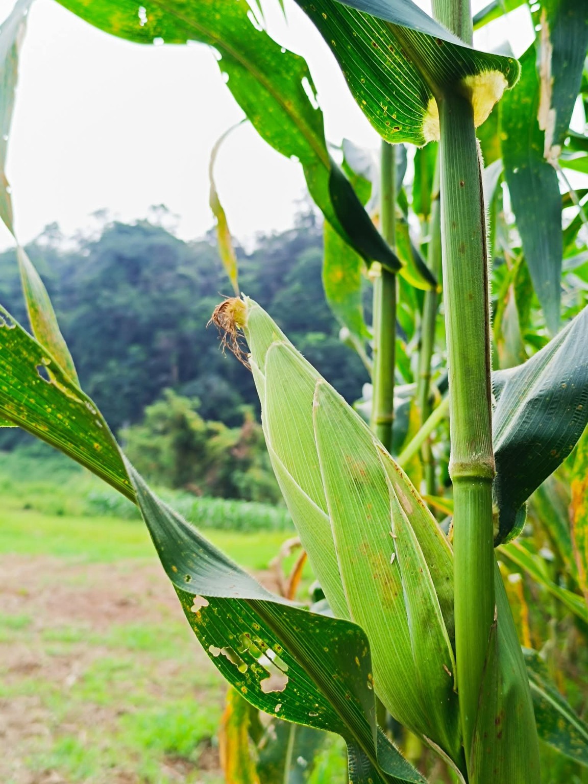 Jagung di ladang